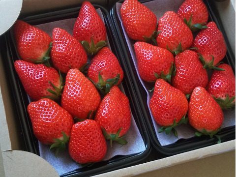 【12/23までに発送】【よつぼし】平詰めDX1箱2パック 採れたての新鮮ないちごお届け！低温でじっくり育てた美味しいいちご(^^)