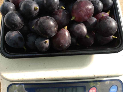 【超超訳あり】ナガノパープル 1.8kg(900g×2パック)【バラ粒・加工用】