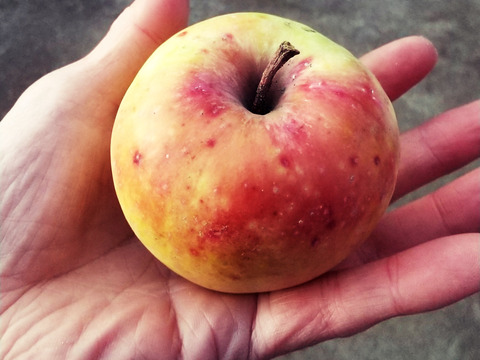 栽培期間中肥料農薬不使用のりんごジュース2本セット・１Lx２