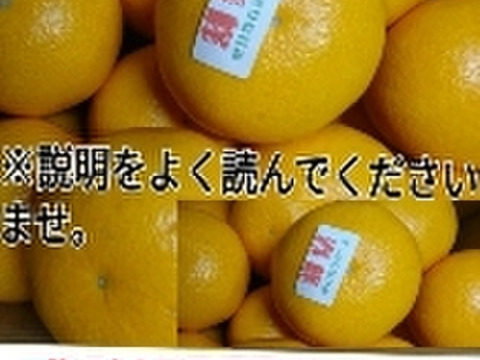【本家・春峰】春を呼ぶプチプチ食感！爽やかな甘さがクセになる
