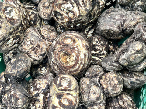 お正月用🎍八ツ頭  2kg【縁起物‼️】