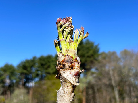 【4/18日発送分】たらの芽  300g【八ヶ岳の春をお届けします】
