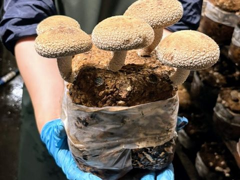 【贈答用】兵庫県産生しいたけ　「しいたけ小町」　たっぷり1300ｇ