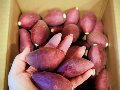 日本さつまいもサミット2023-2024最高栄冠受賞・髙鍋農園ブランド”おいしさの極み”紅琥珀スイート®は畑から収穫した天然スイーツ。上品な甘さが最高に美味しいスイーツ❗😋極小２㎏【阿蘇・西原産】