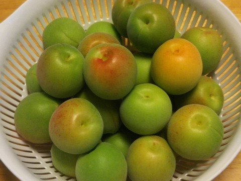 選別済みキズなし、30～45グラムの中・大粒の梅＜白加賀＞肉厚（1㎏）