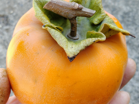 【11/29終了・早い者勝ち！】干し柿に最適！ずっしり甲州百目柿【約10㎏・渋柿】