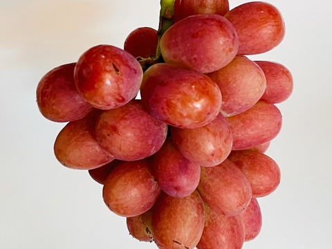 【朝どれ】【採れたて新鮮！！】サニードルチェ[2房]9月上旬頃〜