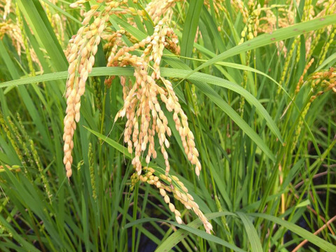 贅沢 令和6年青森県産無洗米はれわたり5kg×2：青森県産のはれわたり 米/穀物