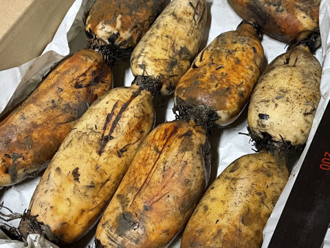 【自然栽培・在来種】神子原れんこん(中)2kg