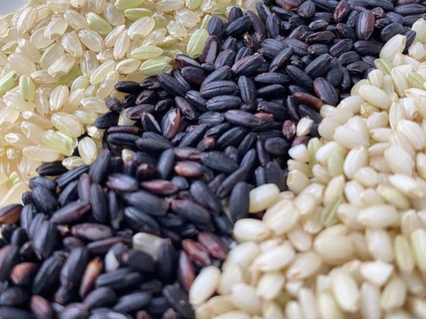 紫玄米餅（6個入り×3パック）