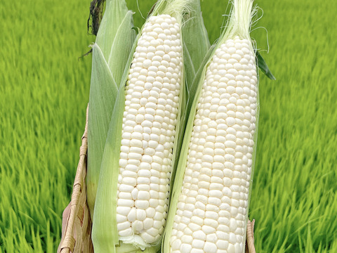 珍しい白色！ぎっしり上まで詰まった極甘皮付き白色とうもろこし(１０本)
