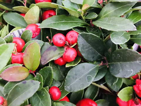 〜優しい空間を〜苔玉チェッカーべリー