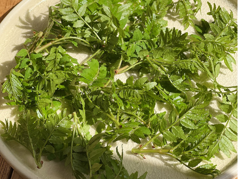 天然の木の芽（山椒の新芽）花山椒入り 30g 約300枚