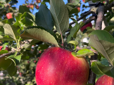 綺麗な葉とらずシナノスイート 10ｷﾛ箱 24～36玉