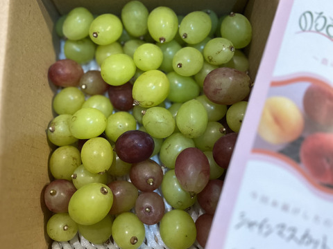 ☆長野県限定品種☆粒【シャイン】×おまけ【クイーンルージュ