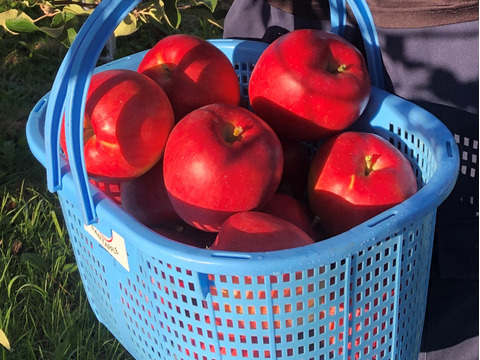 青森りんご　爽やかな甘さ＆サクッと食感　シナノスイート　家庭用　５キロ　園主が一番好きなりんごです