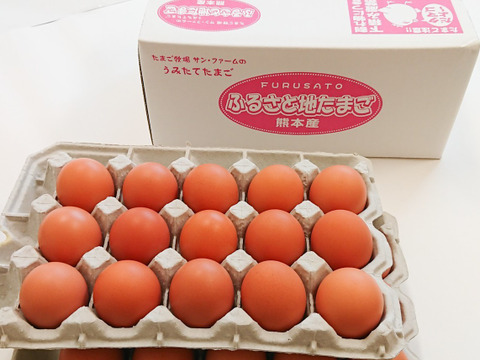 プリっと卵で栄養満点！！朝採りふるさと地たまご30個（破損補償5個含む） 食べチョク　冷蔵便