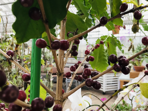 〜優しい空間を〜　苔玉コーヒーの木