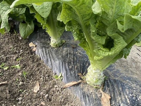 コリコリ食感がクセになる味わいがまさにアスパラガス!茎レタス5kg