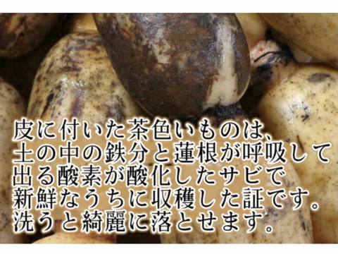 (期間限定・厳選）佐賀県産泥付きレンコン（２kg)