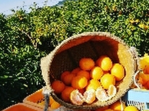 【先行予約11月発送】和歌山有田産 大ちゃんの畑農園 日南みかん（優品）