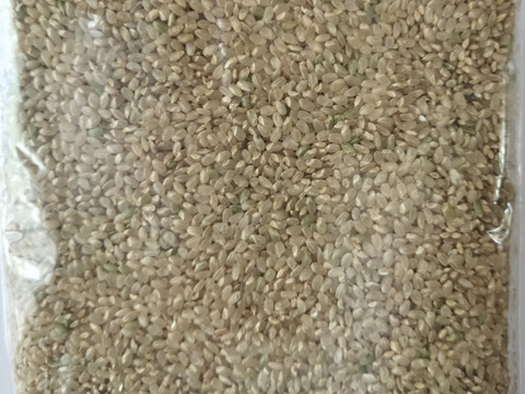 お試し「夢つくし」(玄米500g) 農薬・除草剤不使用の特別栽培米（福岡エコ農産物認証）リンゴガイ農法で安全・安心・美味