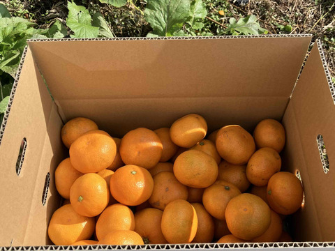 大地の恵みがたっぷり！ほどよい酸味と甘さで生命の息吹を感じる！力強く味の濃い　青島みかん10ｋｇ箱込み　（温州）　S～2Lサイズ　なくなり次第終了！となります！