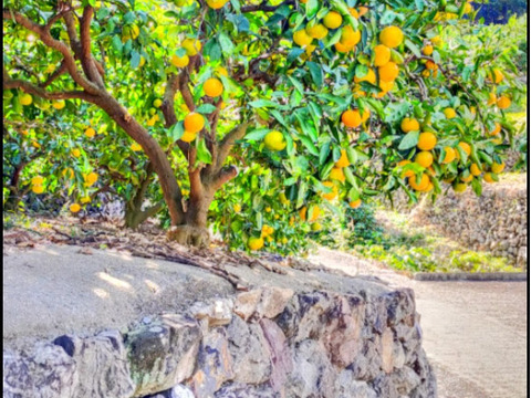 有田みかん【ゆら早生】中玉サイズ　5kg（箱込）