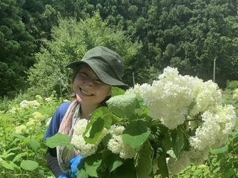 【癒しのお花】アナベル　5本　(30〜50cm)