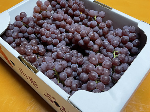 デラウェア⭐︎ドッサリ12房前後（約2kg）樹上完熟ぶどうデラウェア朝採り当日発送！山形県おきたま高畠産