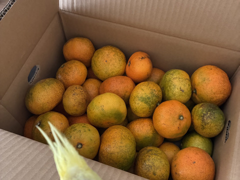 【訳ありだけど美味しさそのまま】愛媛みかん 5.5kg 愛媛県川上産