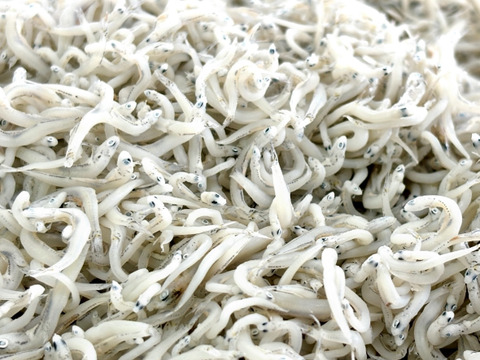 獲れたてピチピチ！茹でたてプリプリ！
大正の無添加釜揚げしらす1キロ