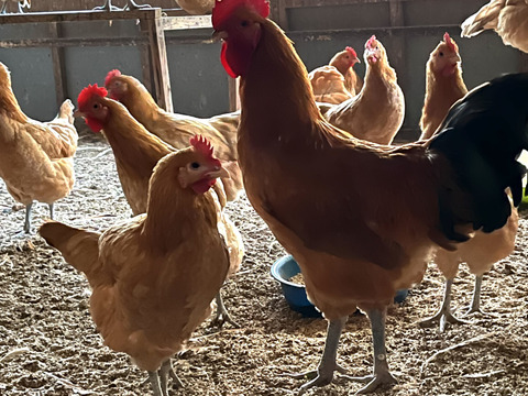 開運必勝のたまご
名古屋コーチン
6個入り