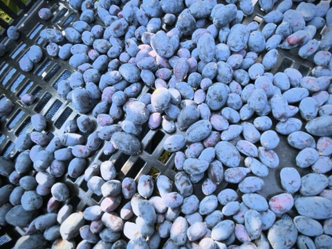 【ジャムづくりに】冷凍ハスカップ•1kg（品種ミックス） ※まとめ買い対応