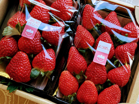 【おまかせ食べ比べ】平詰めDX２箱4パックやよいひめ•よつぼし•おいCベリーから、採れたての新鮮ないちごを2から3品種、サイズおまかせでお届け！甘さ、味の違いを楽しんで！