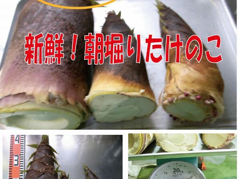 【最短発送】兵庫産朝掘りたけのこ2.8kg