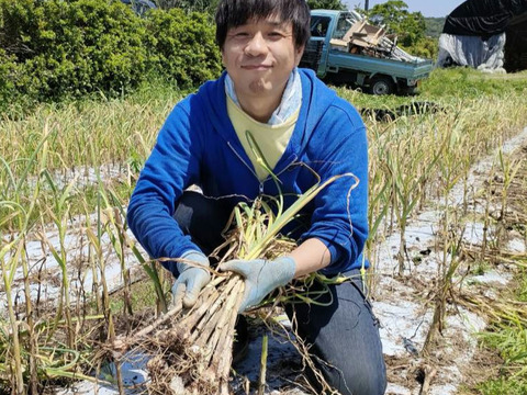 ☆熊本産☆おとめ黒にんにく300㌘ (農薬･化学肥料不使用)   黒ニンニク にんにく 黒にんにく