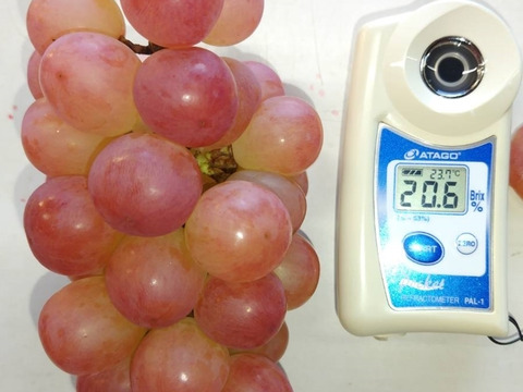 🍇秋ギフト🍇【幻の牧丘天空コトピー】逃せば1年待ちの高級超希少品種🍇【高糖度×絶妙な酸味のコントラスト】見つけたら超ラッキーお試し約1kg2～3房『家庭用にも』『朝どれぶどう』