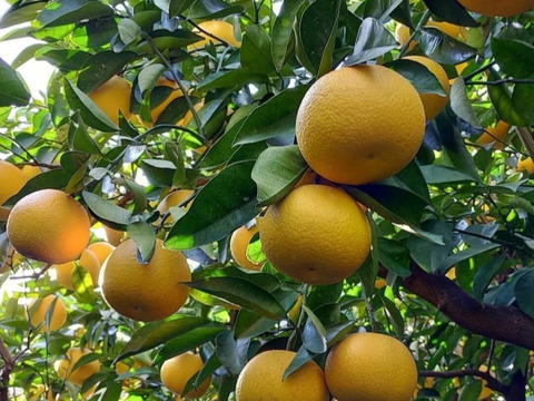 季節の柑橘【食べ比べ】5kg（箱込）