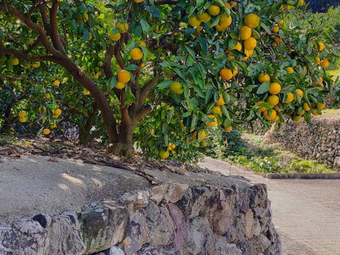 有田みかん【ゆら早生】小粒小玉　2Kg（箱込)