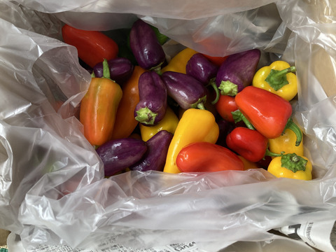 【1日1箱限定】激甘！ちびパプ【1㎏】＃栽培期間中農薬・化学肥料不使用