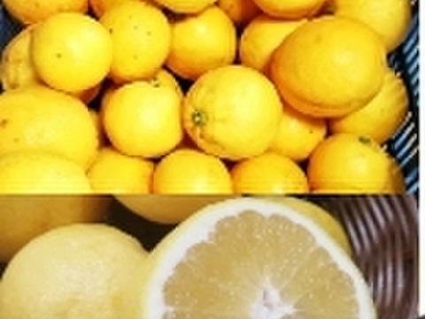 採れたて新鮮‼️【食べるレモン】スウィートレモネード❣溢れる果汁！