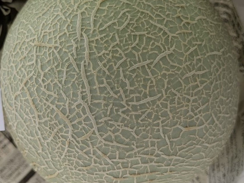 【10月末～収穫！！秋に美味しいメロンが食べられる！！】いつでも甘くておいしい大玉最高級メロン！「大利根ロマン 」予約