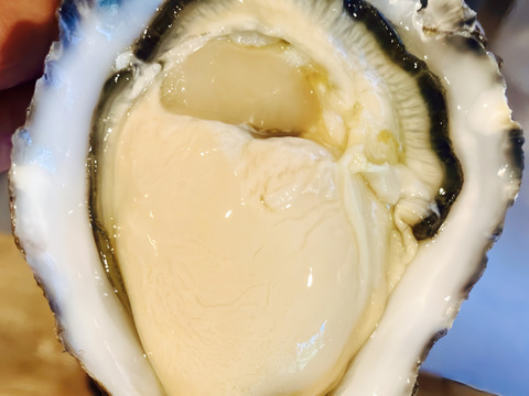 甘みと濃厚さ抜群の極上牡蠣！【OMAKI】10個入り