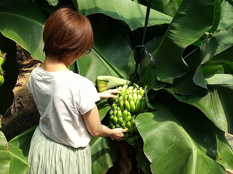 【スーパードワーフキャベンディッシュ苗】屋内で育てることができる小さなバナナ