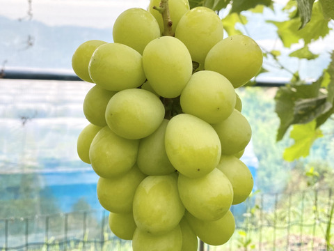 【今季最後のシャイン】高糖度ご家庭用 完熟シャインマスカット　詰め合わせパック(合計約1.6kg)