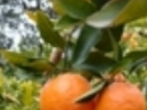 希少価値【3月～】越冬完熟！希少 高しょう系ポンカン