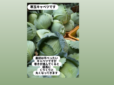 ４キロ🌊ミニ🌊寒玉🌊ミネラル