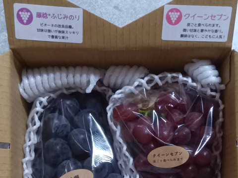 【ご家庭用2～3房】ぶどう食べ比べセット（品種おまかせ／約0.8kg）