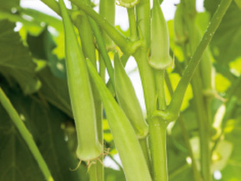 【冷蔵便】白オクラ 500g